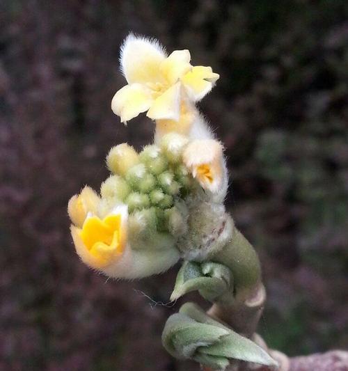 以结香花语（花言巧语）