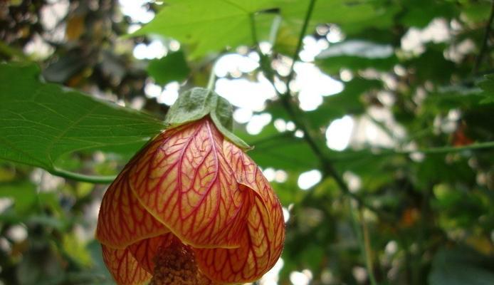 金铃花的花语与含义（探寻金铃花的神秘花语之谜）