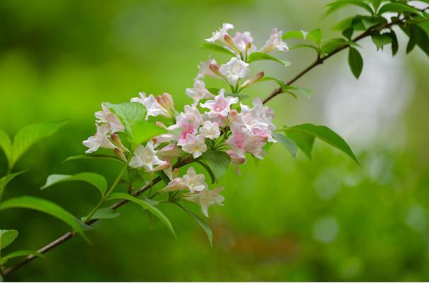 锦带花的花语及其象征意义（揭开锦带花的神秘面纱）