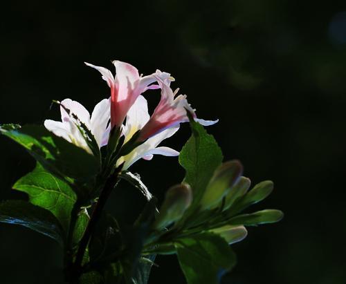 锦带花的文化背景（探寻锦带花花语的深意）