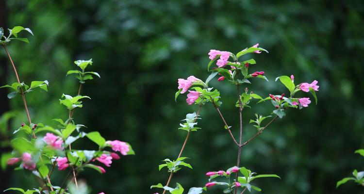 锦带花的花语与含义（解读锦带花的隐含情感）