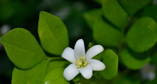 九里香的花语——传递爱与美的使者（香气扑鼻）