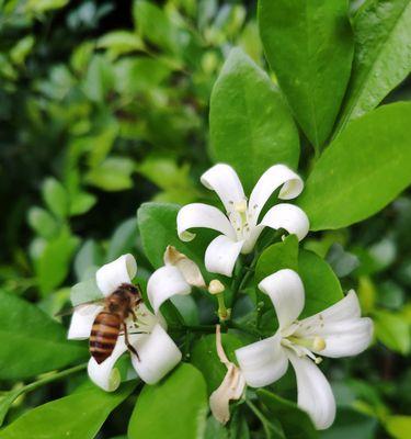 九里香的花语——传递爱与美的使者（香气扑鼻）