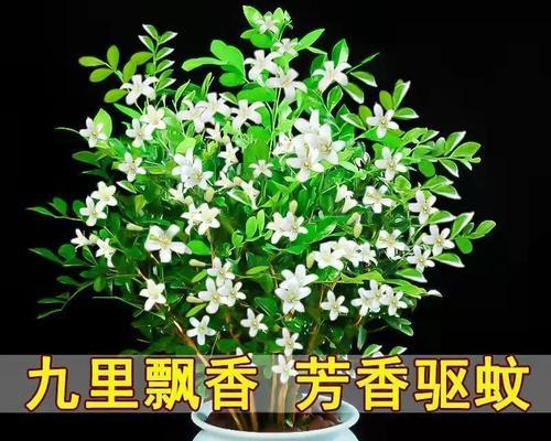 九里香花语的含义与传说（了解九里香花的神秘与美丽）