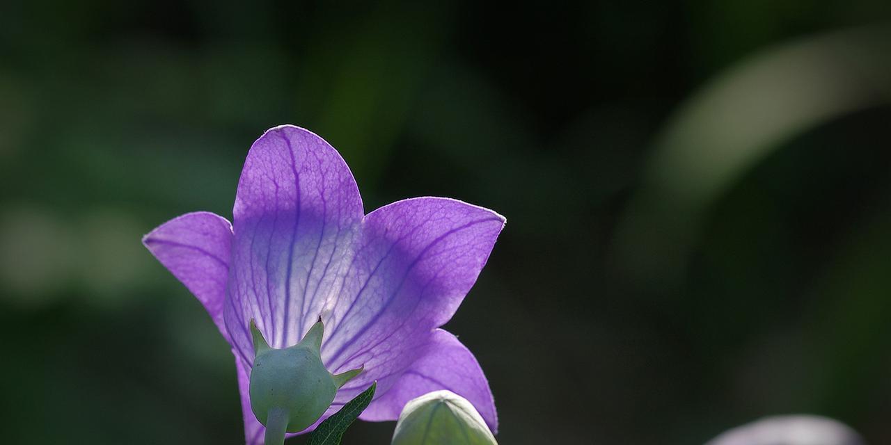 桔梗花语的含义及象征意义（探寻桔梗花的独特韵味与情感表达）