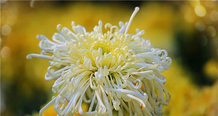 各类菊花花语解析（探秘菊花的深意）