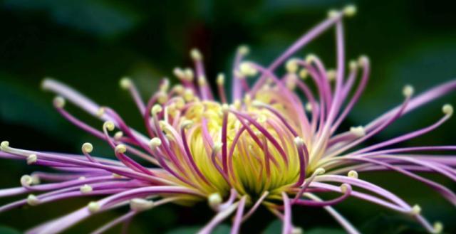 菊花的花语与寓意（探索菊花的深意）