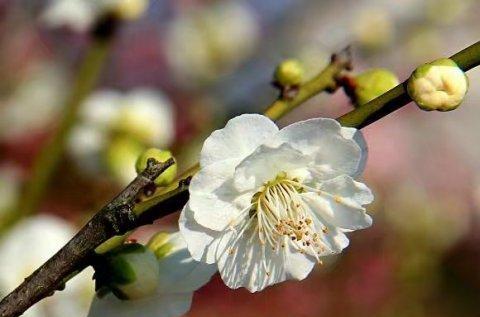 腊梅花（探究腊梅花的花语及其象征意义）