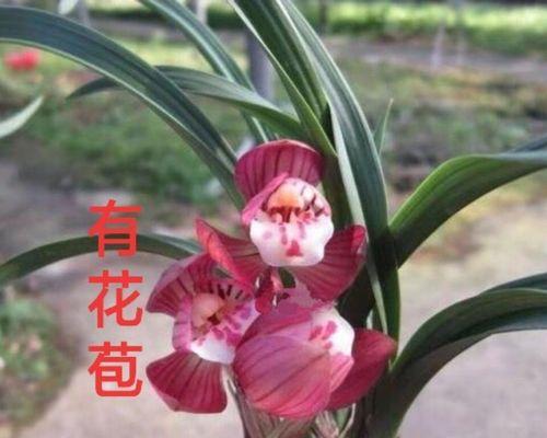 兰花的象征意义（探索兰花的深层内涵与文化价值）