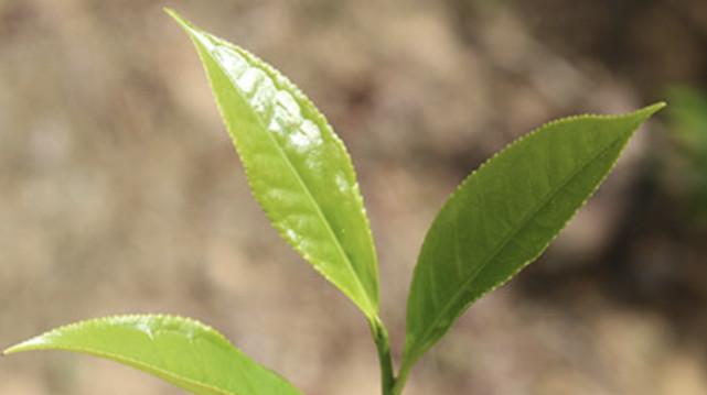 探秘单丛属于什么茶（了解单丛茶叶的特点和制作过程）