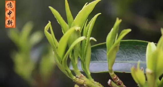 探秘单丛属于什么茶（了解单丛茶叶的特点和制作过程）