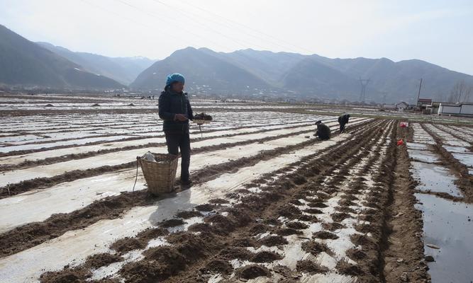 当归的种植条件与适宜气候地区（探究当归适合种植的地方及所需的生长条件）