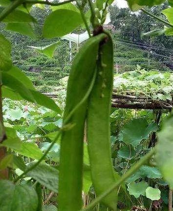 探究刀豆的生长周期（了解刀豆的种植条件和生育发育过程）