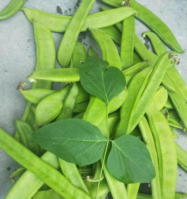 刀豆的种植季节与注意事项（掌握刀豆种植技巧）