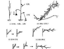 刀豆摘心打顶时间与方法（掌握刀豆种植技巧）