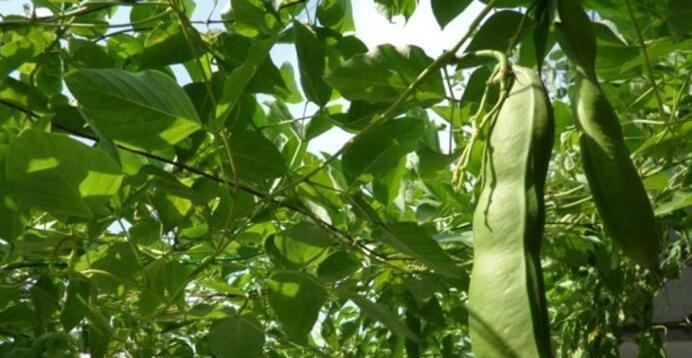 刀豆种植的时间和方法（从种子到收成）