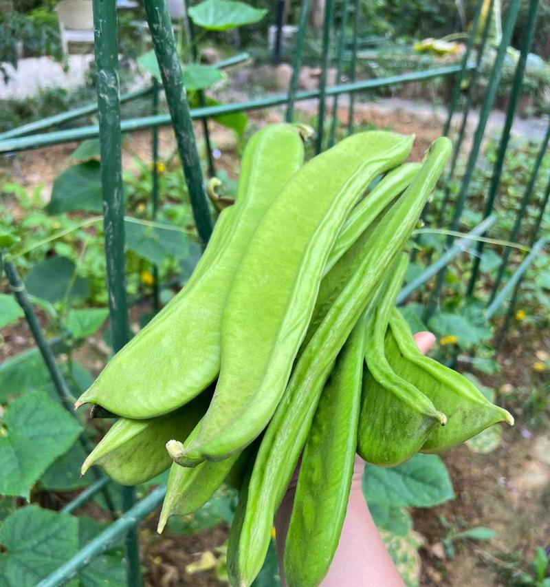 刀豆种植的时间和方法（从种子到收成）