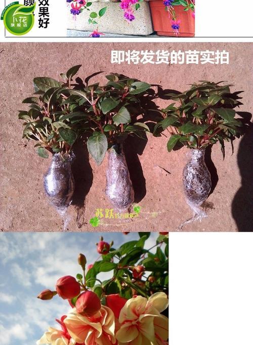 倒挂金钟的花语和象征意义（探寻倒挂金钟背后的含义）