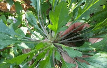 探秘地菜——一种别有风味的野菜（寻味其别名与特点）