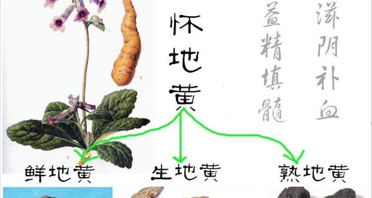 地参的功效与食用方法（探寻地参的保健功效及健康食用方法）