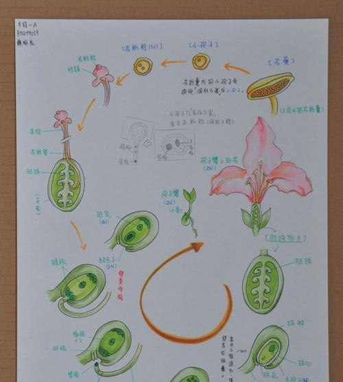 地蚕草种子保存技巧：留种子要这样做！