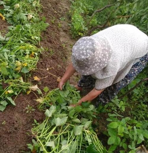 如何选择适合种植地瓜的月份（地瓜种植时间表及技巧）