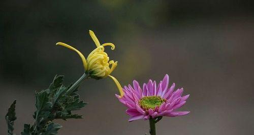 菊花香味有毒吗？了解菊花香气对人体的影响？