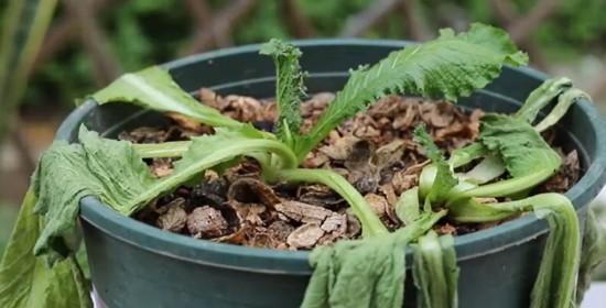 菊花叶子蔫了怎么办？如何有效恢复植物活力？