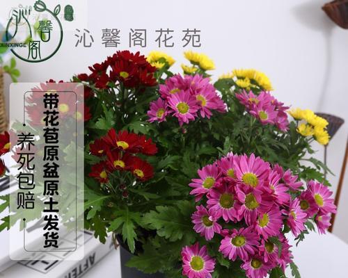 菊花用多大的盆合适？如何根据植株大小选择合适花盆？