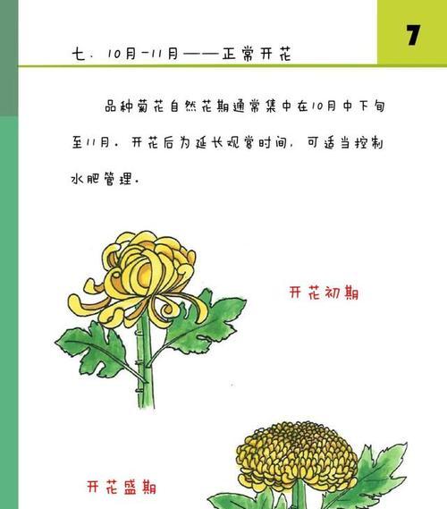 菊花种子发芽需要多长时间？如何提高发芽率？