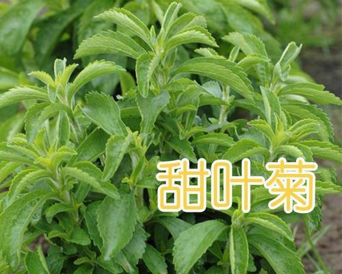 菊花种子养殖方法有哪些？需要注意哪些事项？