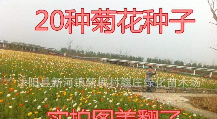 菊花种子怎么种植？种植过程中需要注意哪些问题？