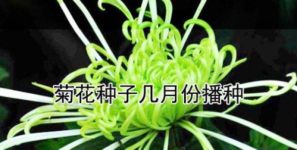 菊花种子种植方法是什么？如何正确种植菊花种子？