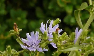 菊苣是什么植物？它有哪些独特属性和用途？