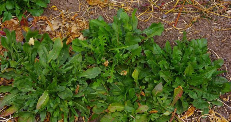 菊苣是什么植物？它有哪些独特属性和用途？