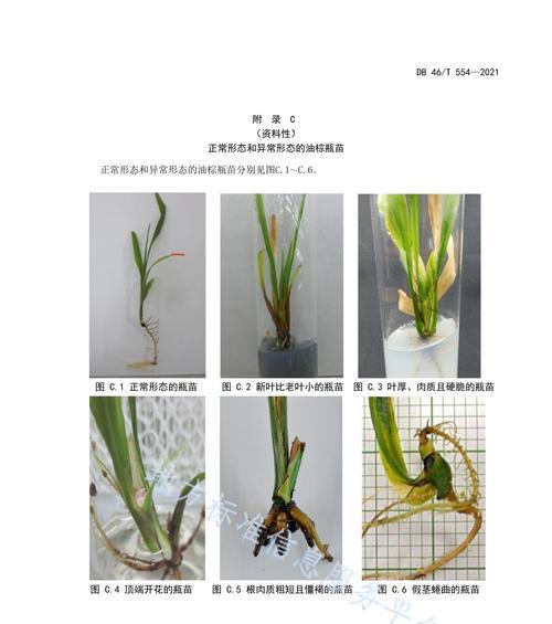 菊芋块茎繁殖与种植方法是什么？如何确保高成功率？