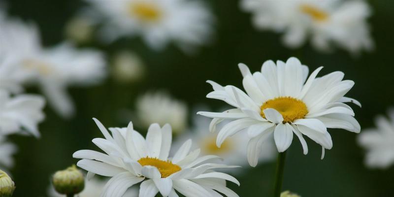 小雏菊的花语是什么意思？如何表达爱意？