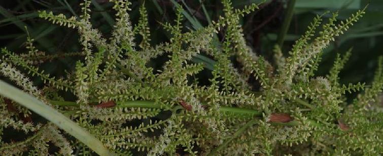 锯木屑能用来种花吗？使用锯木屑种植花卉的正确方法是什么？