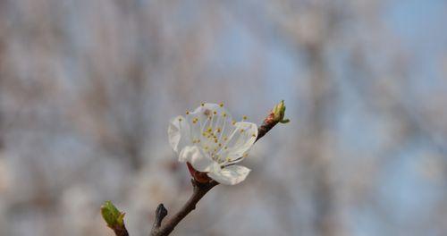 杏花的古代别称是什么？花语和寓意有哪些？