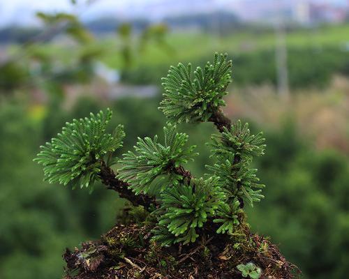 卷柏属于被子植物吗？卷柏的分类地位是什么？