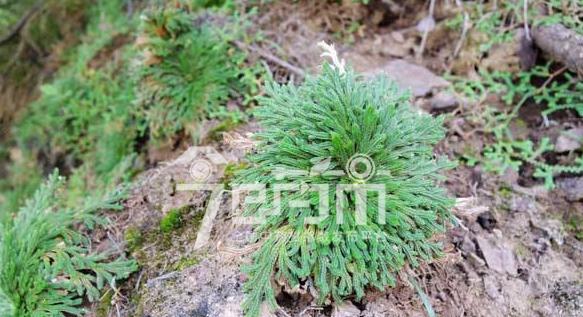 卷柏属于蕨类植物吗？卷柏的分类和特点是什么？