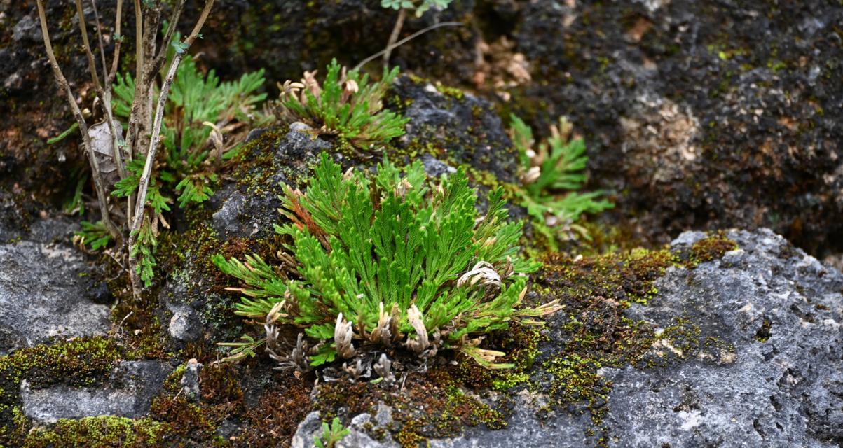 卷柏是什么植物？它有哪些独特属性和用途？