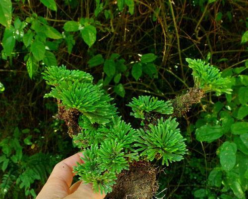 卷柏是什么植物？它有哪些独特属性和用途？