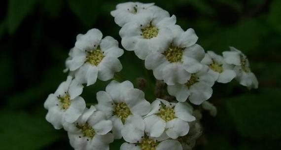 雪滴花花语是什么？雪滴花传说有哪些故事？