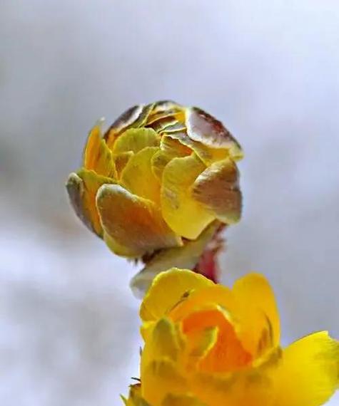 雪莲花花语是什么？雪莲花的寓意和象征有哪些？