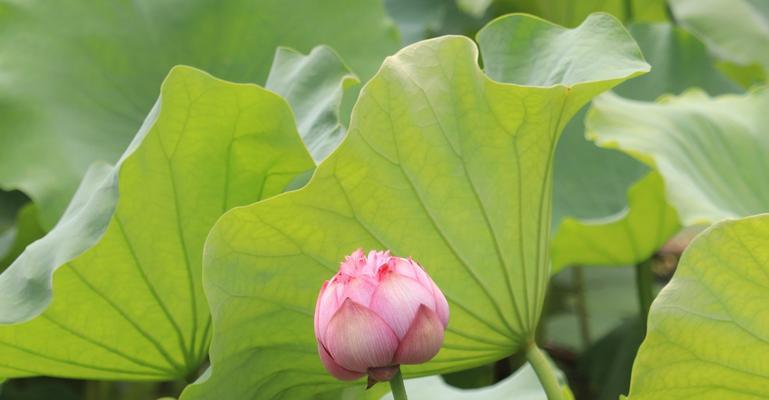 君荷花一年开几次花？如何确保花开不断？