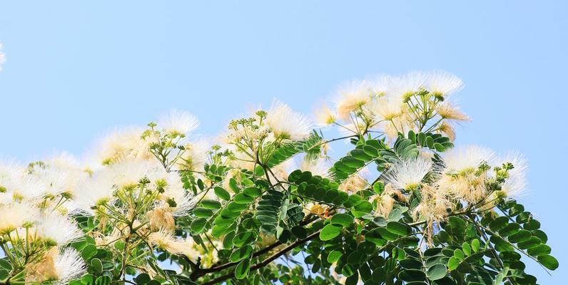 银合欢传说背后隐藏着哪些秘密？