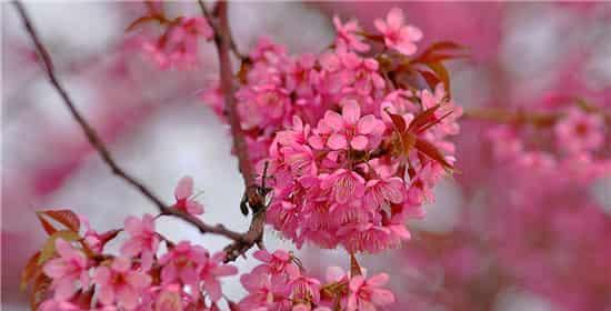 樱花代表什么花语？樱花的花语有哪些含义？