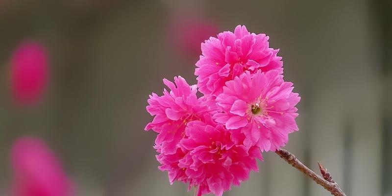 樱花的寓意是什么？樱花象征着什么含义？