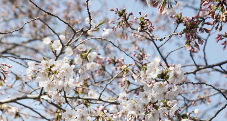 樱花花语是什么？樱花象征着什么意义？